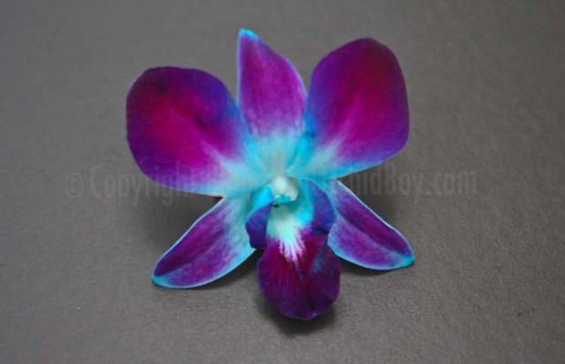 Dendrobium Orchids Blue Bom –